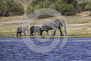 Herd of African elephants drinking at a waterhole in Chobe national park.