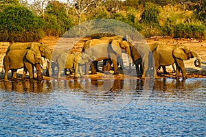 A herd of African elephants drinking at a waterhole lifting their trunks, Chobe National park, Botswana, Africa. Wildlife scene wi