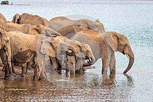 A herd of african elephants drinking at a waterhole, Pilanesberg National Park, South Africa.