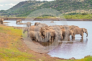 A herd of african elephants drinking at a waterhole, Pilanesberg National Park, South Africa.