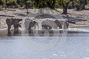 A herd of African elephants drinks from Horseshoe, Bwabwata, Botswana