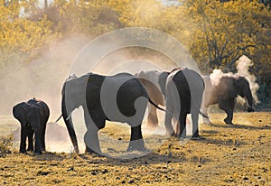 Herd of african elephants