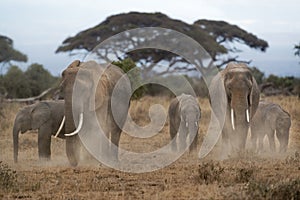 Herd of African Elephants dusting
