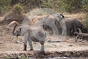 Herd of African Elephants dusting themselves on the river bank