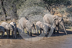 a herd of African elephants