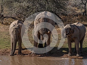 a herd of African elephants