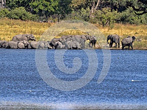 Herd of African elephants at Lake Horseshoe in Bwabwata, Namibia