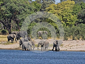 Herd of African elephants at Lake Horseshoe in Bwabwata, Namibia