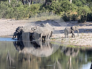 Herd of African elephants at Lake Horseshoe in Bwabwata, Namibia