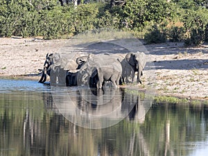 Herd of African elephants at Lake Horseshoe in Bwabwata, Namibia