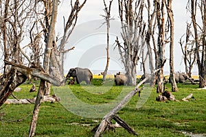 A herd of African Elephants - Loxodonta Africana grazing in Enkongo Narok Swamp at Amboseli National Park in Kenya