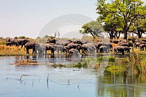 The herd of African elephants Loxodonta africana at the waterhole, Botswana