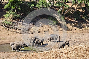 Herd of African elephants, Loxodonta, drinking at water hole