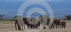 herd of african elephants make their daily trek from the foothills of mount kilimanjaro to amboseli national park, kenya, in their