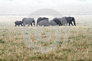 A herd of African elephants moving in rain