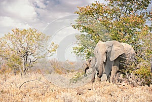 Herd of African Elephants in Namibia - Etosha National Park