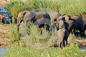 Herd of African elephants in natural habitat, Kruger National Park, South Africa