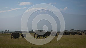 Herd of African elephants on plain with acacias background of mount Kilimanjaro