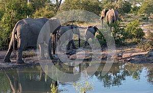 Herd of African elephants reflected in the water at a waterhole at the Sabi Sands Game Reserve, South Africa.