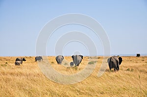 herd of African elephants serenely roams vast, untamed plains of Savannah of Africa.