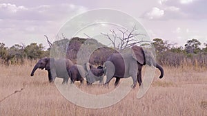 Herd of African elephants standing in a vast savanna grassland with the grass swaying in the wind