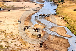 Herd of african elephants at the Tarangire river in Tarangire National Park, Tanzania