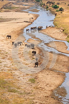 Herd of african elephants at the Tarangire river in Tarangire National Park, Tanzania