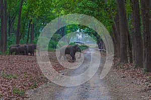 Herd of African elephants walking along a dirt road surrounded by lush vegetation