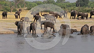 Herd of African elephants at waterhole