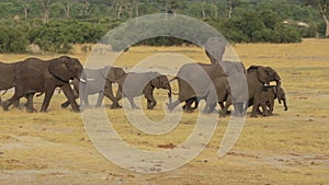 Herd of African elephants at waterhole