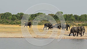 Herd of African elephants at waterhole