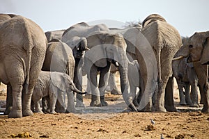 Herd of African elephants at waterhole Etosha, Namibia