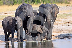Herd of African elephants, at the waterhole in Hwange National Park, Zimbabwe