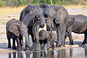 Herd of African elephants, at the waterhole in Hwange National Park, Zimbabwe