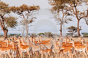 Herd of African Impala in grass meadow of Serengeti Savanna - African Tanzania Safari trip