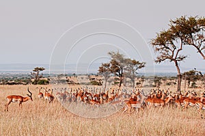 Herd of African Impala in grass meadow of Serengeti Savanna - African Tanzania Safari trip