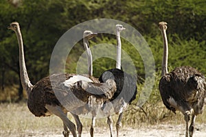 Herd of African Ostriches photo