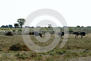 Herd of African Ostriches