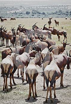 Herd of African Topis