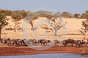 Herd of African wildebeest in grass meadow near river of Serengeti Savanna - African Tanzania Safari trip