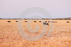 Herd of African wildebeest in grass meadow of Serengeti Savanna - African Tanzania Safari trip