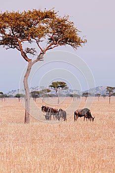 Herd of African wildebeest in grass meadow of Serengeti Savanna - African Tanzania Safari trip