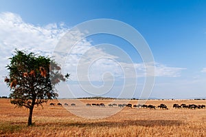 Herd of African wildebeest and lone tree in grass meadow of Serengeti Savanna - African Tanzania Safari trip