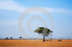 Herd of African wildebeest and lone tree in grass meadow of Serengeti Savanna - African Tanzania Safari trip