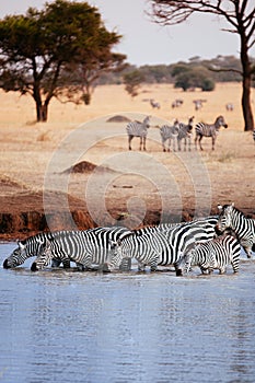 Herd of African zebra drink water from river in grass meadow of Serengeti Savanna - African Tanzania Safari trip