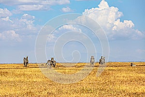 Herd of African zebras running in unison across a sun-drenched grassland