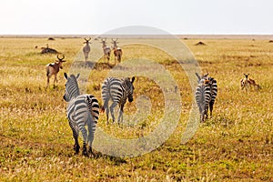 Herd of African zebras running in unison across a sun-drenched grassland