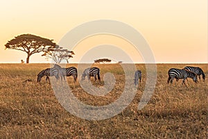 Herd of African zebras running in unison across a sun-drenched grassland