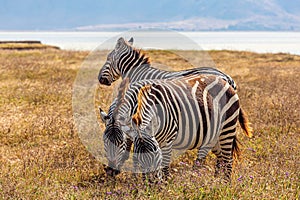 Herd of African zebras running in unison across a sun-drenched grassland