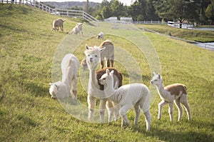 Herd of Alpaca animals